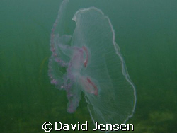 Jellyfish captured at lynetten in Denmark by David Jensen 